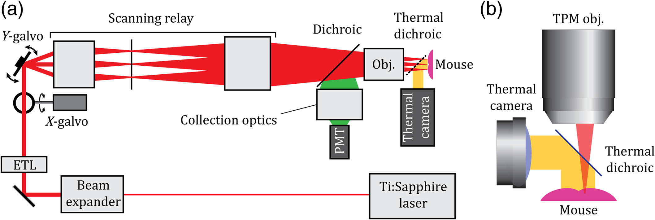 Simultaneous thermal and large field-of-view two-photon imaging enables ...