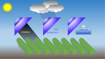 Impact of Agrivoltaics on crop growth, specifically reduction of stress.